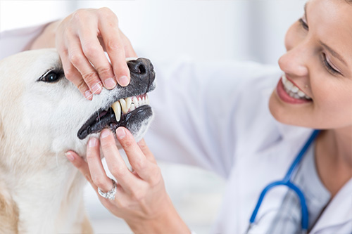 Smiling veterinarian examining a white dog's teeth by lifting its gums, with the dog calmly sitting