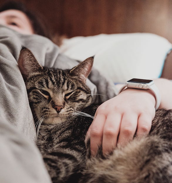 A cat resting on a person lying in bed, the person’s hand gently holding the cat’s side.